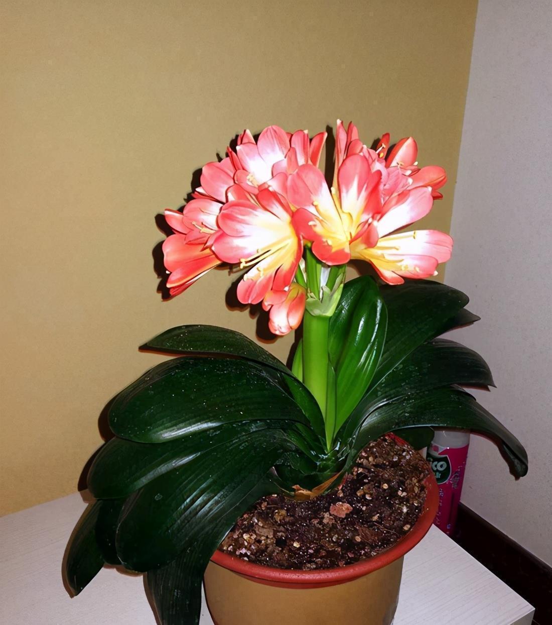 香蕉皮用来养花,具体方法是这样的,一起学一学