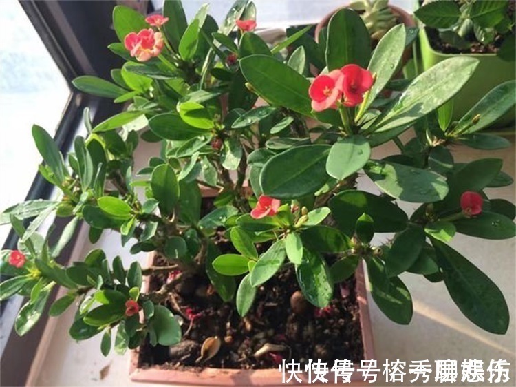 生物碱|四种不宜养在室内的花,长得好看,却带毒,尽量别养在室内