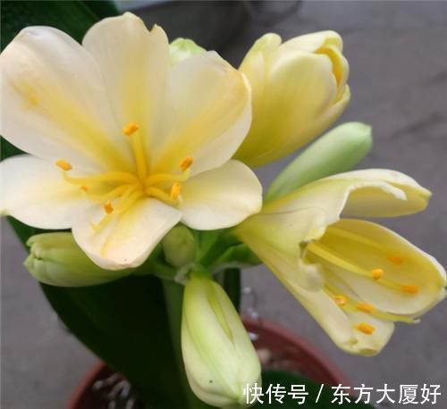 根肥|养君子兰,没事喂点“小零食”,叶绿根肥,花又大又艳