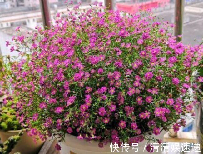 新手|最适合新手养的4种花，沾土就能活，名字好听，花更美