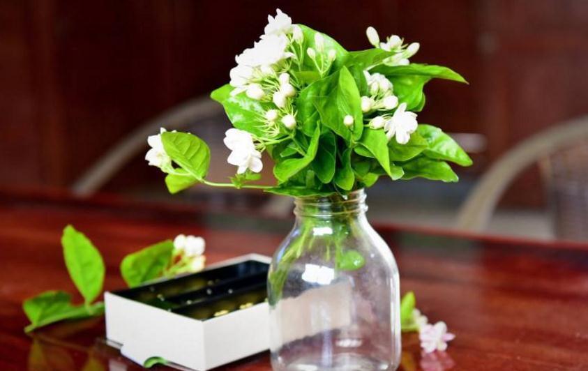 盆栽茉莉春季怎么换盆好,做好此几点,让你养的花开满盆