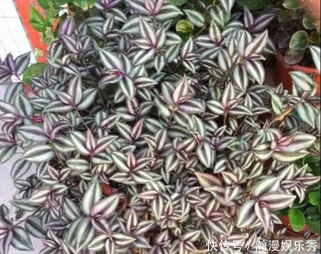 这3种吊兰千万别这么养,不然疯长爆芽,控制不住!