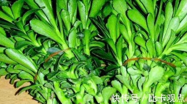 消化道出血|一种农村野菜被称为“救心草”,炒着吃口感滑润,能延缓血管硬化