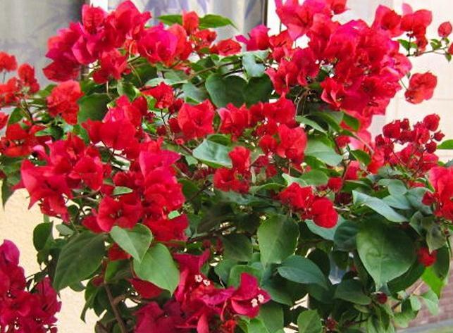 三角梅入秋管理做好4点，花开到过年