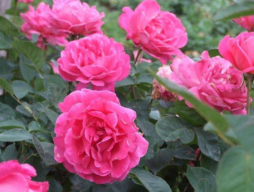 3种花就是醋坛子,浇水加几滴,叶子油绿发亮