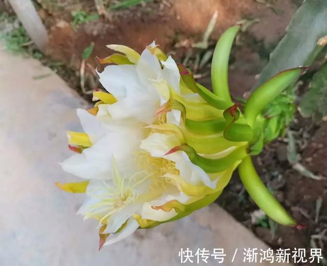 多汁|育火龙果热潮又来了,盆越浅,水越少,长越快,开花结果越多!