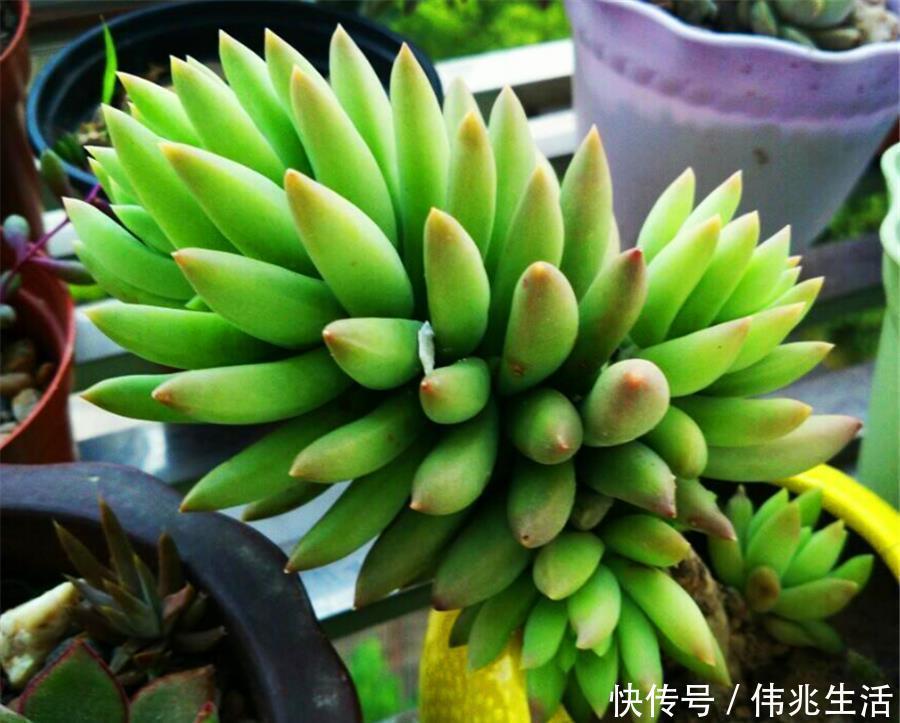 杆子|千佛手养护有2怕,难怪叶片干瘪杆子歪,学会了饱满晶莹端正挺拔