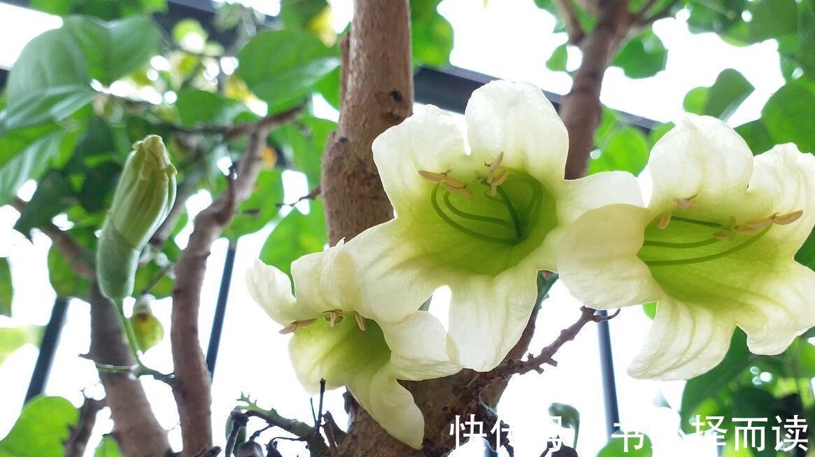 发财树|4种树,花开富贵“好兆头”,难得一见,看看你家有吗?