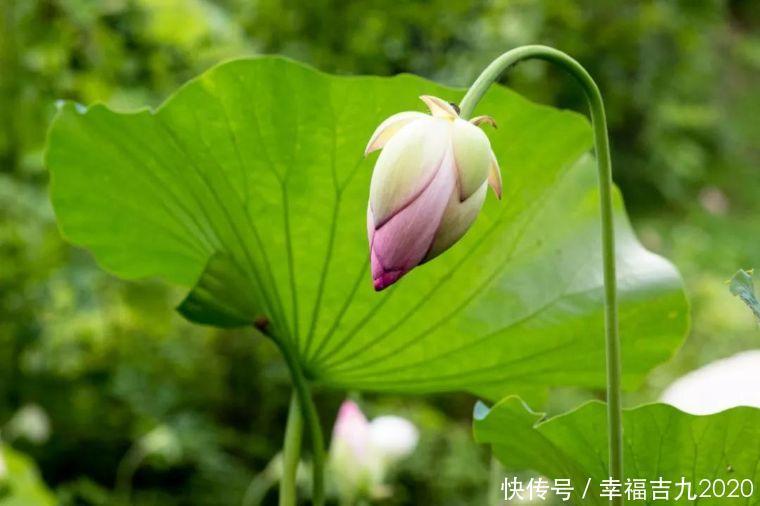 一位南宋文坛巨匠的素食观：这是一种养生妙法