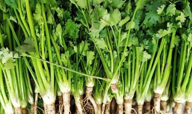 立冬后，遇到此菜别放过，3元1斤，腌起来脆爽开胃，1小时就能吃