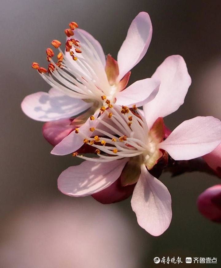 老年|早春暖如初夏，济南桃花盛开美艳动人