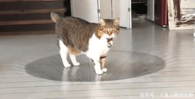 忍俊不禁|画家往地上画了一个3D大坑，猫咪看后的反应，让人忍俊不禁