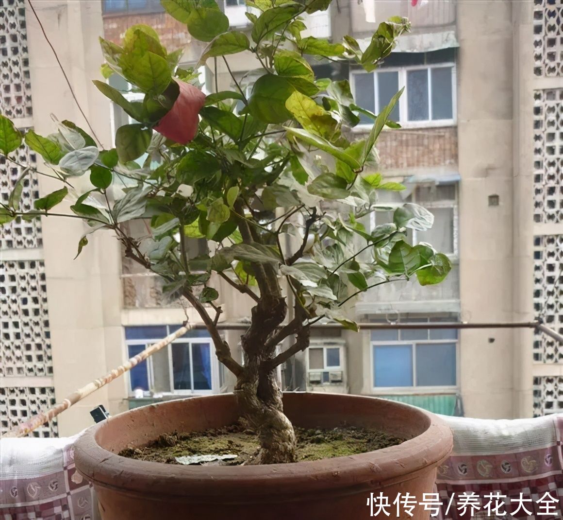 3月是给花剃头的好时机，现在狠心剪，下月就开花