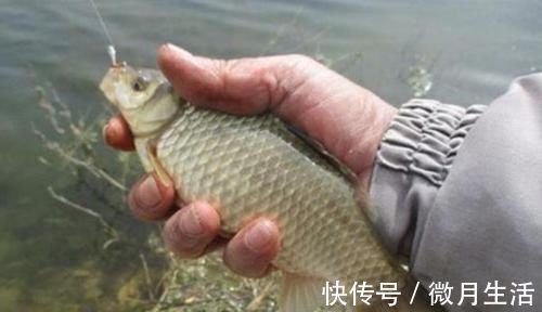 手竿|冬季钓鱼要领,记住这些老招数,让冬钓变得简单!
