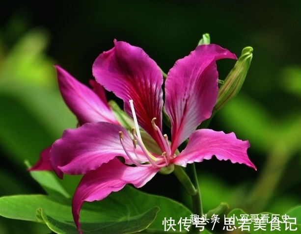 此花硕大而艳丽，叶如牛、似羊蹄，十分的奇特，有骨肉相连的寓意