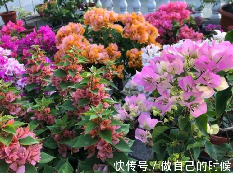 聪明人都养4种花，简单好养、开花多，不费事就能养好！