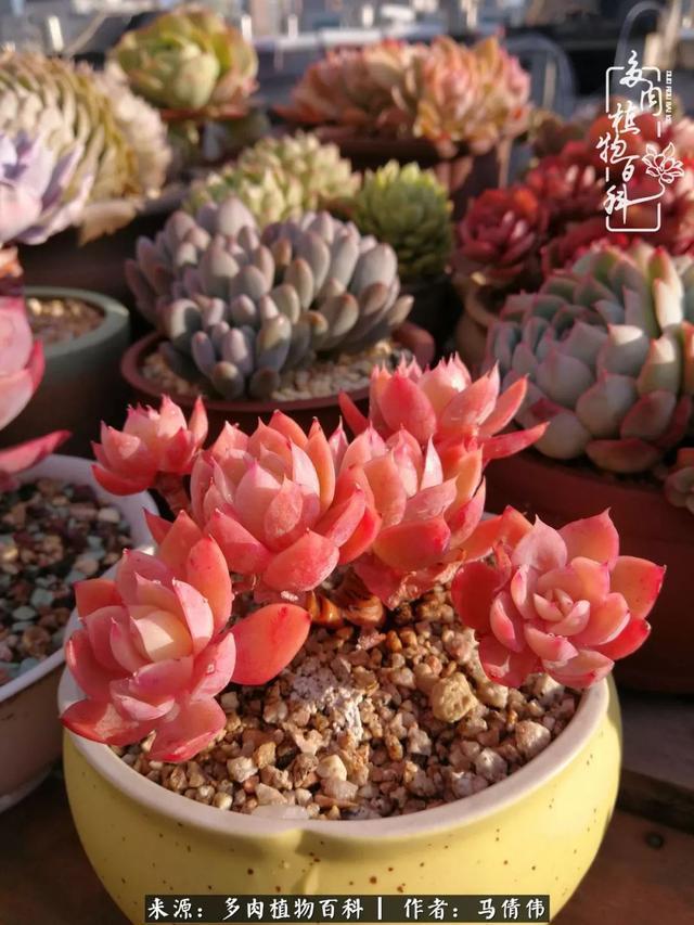 养多肉如同种下希望，因为美丽总在下一个季节！