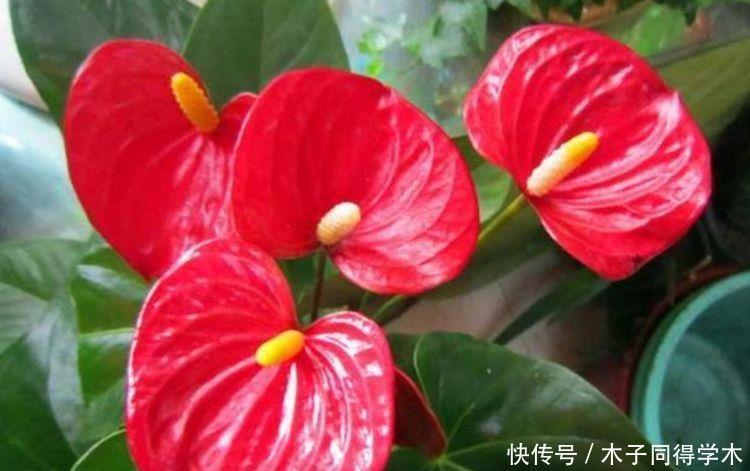 喜欢赏花,试试此几款小花,全年开花不断,美观又大气