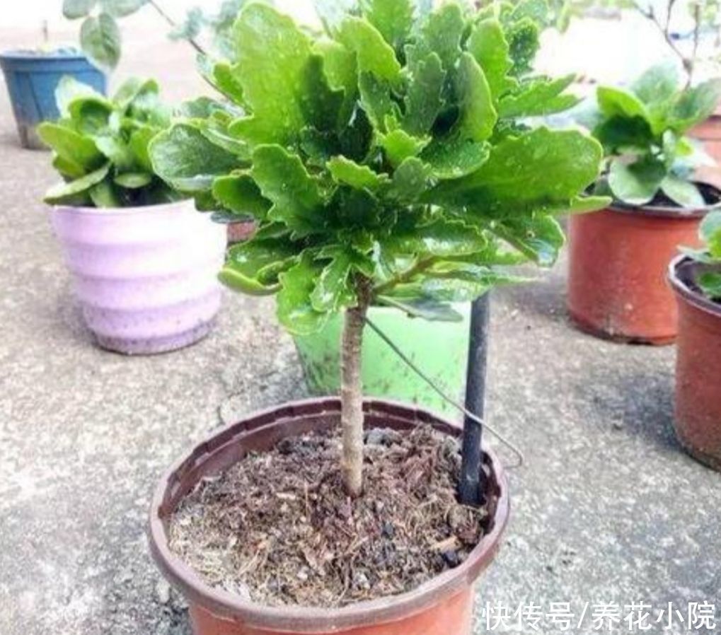 植株|长寿花这样修剪，2年养成老桩，枝头长满花苞