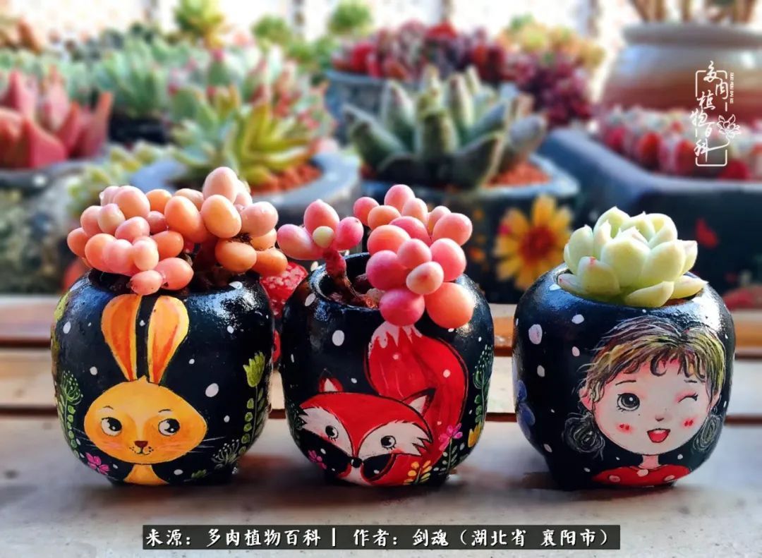 花盆|当美丽的多肉邂逅漂亮的手绘花盆,会是怎样的一种美