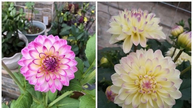 佳品|此花是世界名花，美丽不输牡丹，开花勤快，养护简单，是盆栽佳品