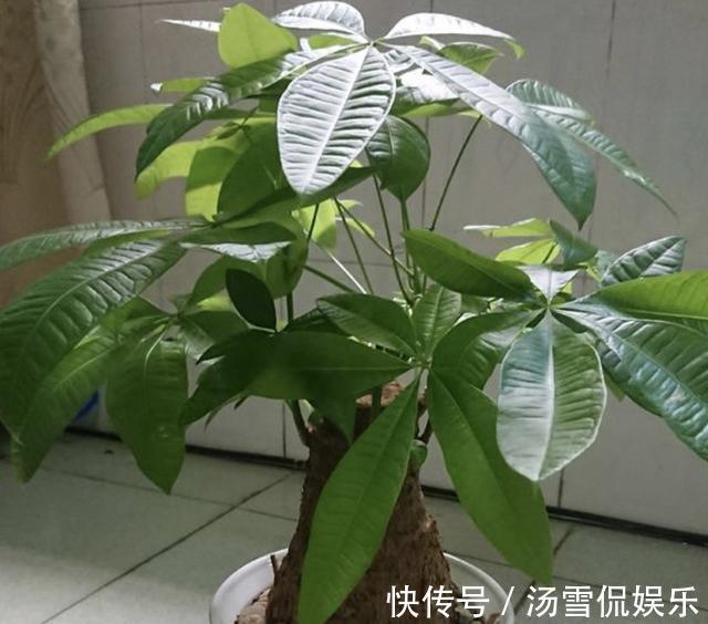营养物质|发财树、金钱树喜欢“2种渣”，夏天埋入“1把”，根系开始变壮！