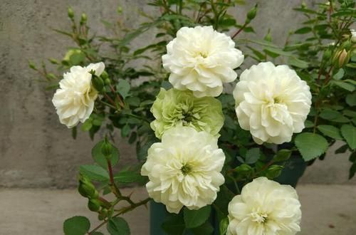 光叶子花|推荐新手养的4种花，全年都开花，花量巨大，气味芬芳