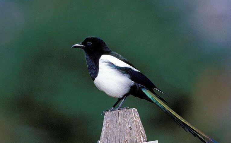 钱财大|7天内“不得了”,钱财大涨,即将走上发财之路的生肖