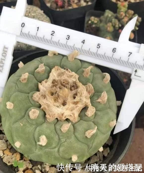 银冠玉|这种多肉很昂贵,50天不浇水,浇一次抗3个月,比仙人球好养