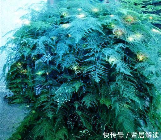 瀑布|常给文竹喝5种水,文竹长成瀑布,且绿油油不黄叶
