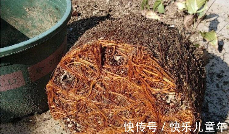 知道什么情况该换土,如何换土,才是养花人该具备的基本素质