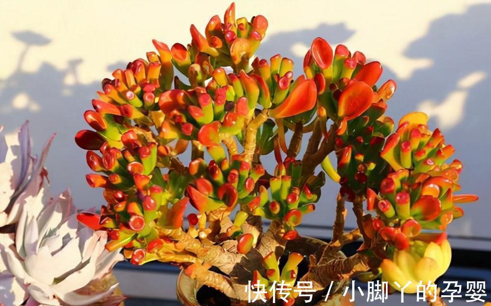 客厅见树,家兴人旺!6种吉利树,好养寓意好,还能养身体