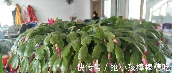 3种花冬天养,忍住“30天”不浇水,反而越养越旺,“窜”满盆!