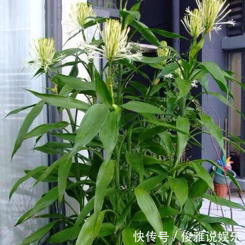 油绿|富贵竹老黄叶,扔个小药片,比花肥都灵,窜到屋顶还开花,好兆头