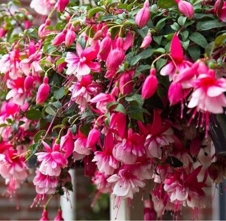 腐叶土|4种花堪称开花机器,好养又漂亮,给水就“疯长”,开花一簇簇