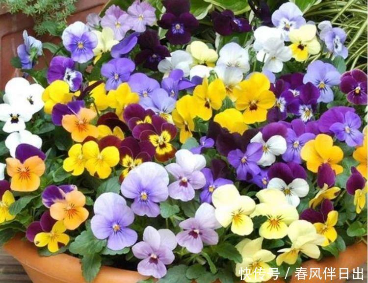 4种花漂亮又容易爆盆,越贱养越爆盆,一开就是300多天
