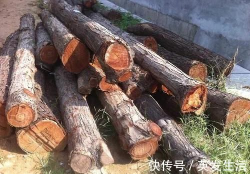 家具|香椿树直径有40厘米,可以用来做家具吗?做家具的效果怎么样?