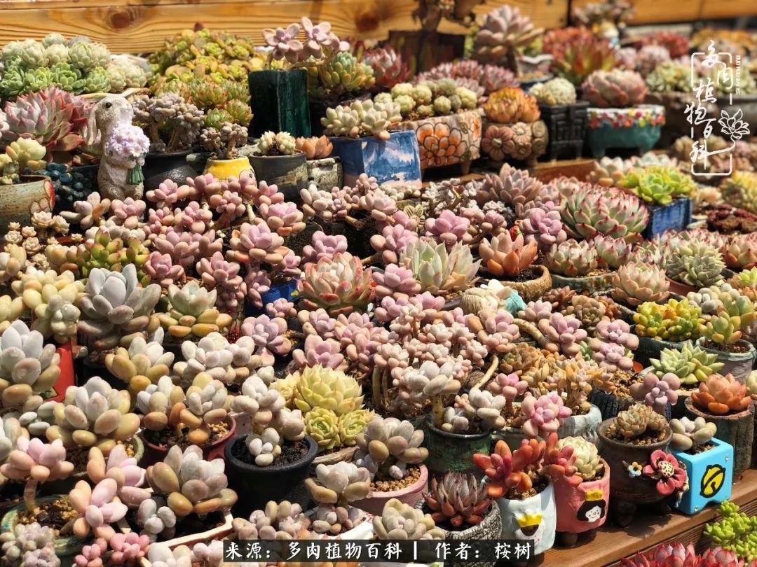 多肉度夏经验谈四季皆露养,兢兢业业养肉三年半!