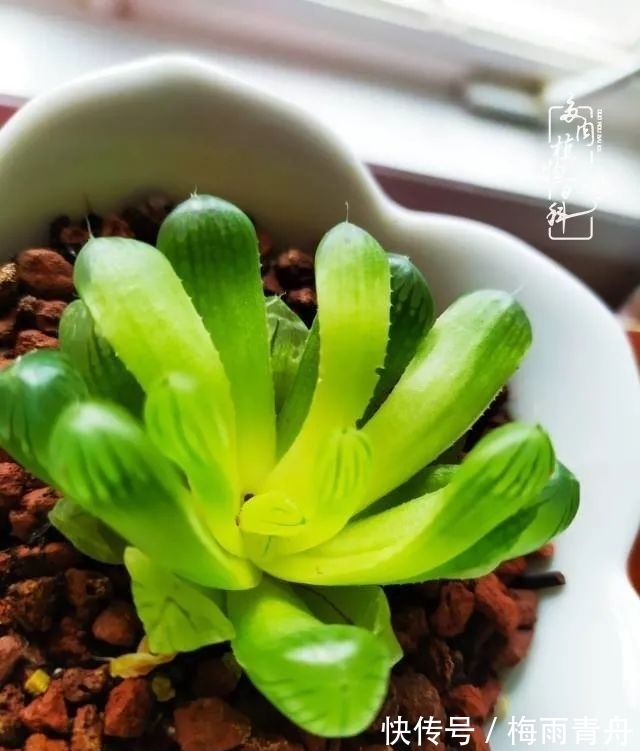 爱上多肉:何须浅碧轻红,自是花中一流!