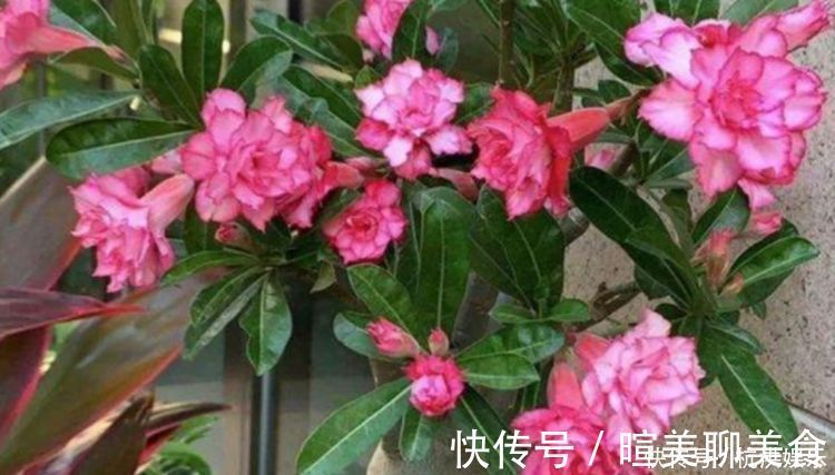 发财树|“四朵花”最适合懒人养,埋在土里就活,水疯狂地长,漂亮的开花期长