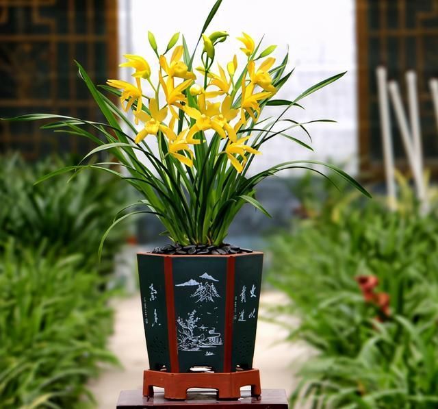 花友们|比“绿萝”还好养的兰花,兰香持久,通体金黄,每年可以开花3次