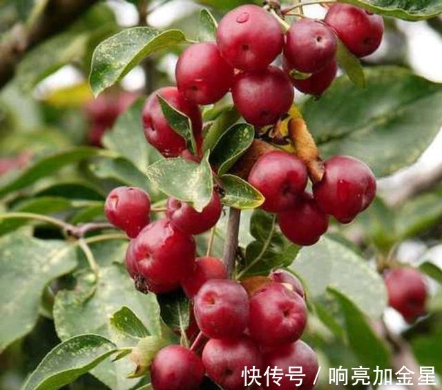 院子里有空地种上这“三种树”,不仅美化环境,寓意美好旺家!