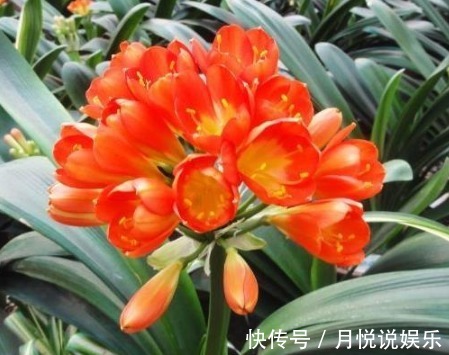 淘米水|君子兰不开花淘米水兑点“黄水水”,花箭冒出来,1次开出10朵