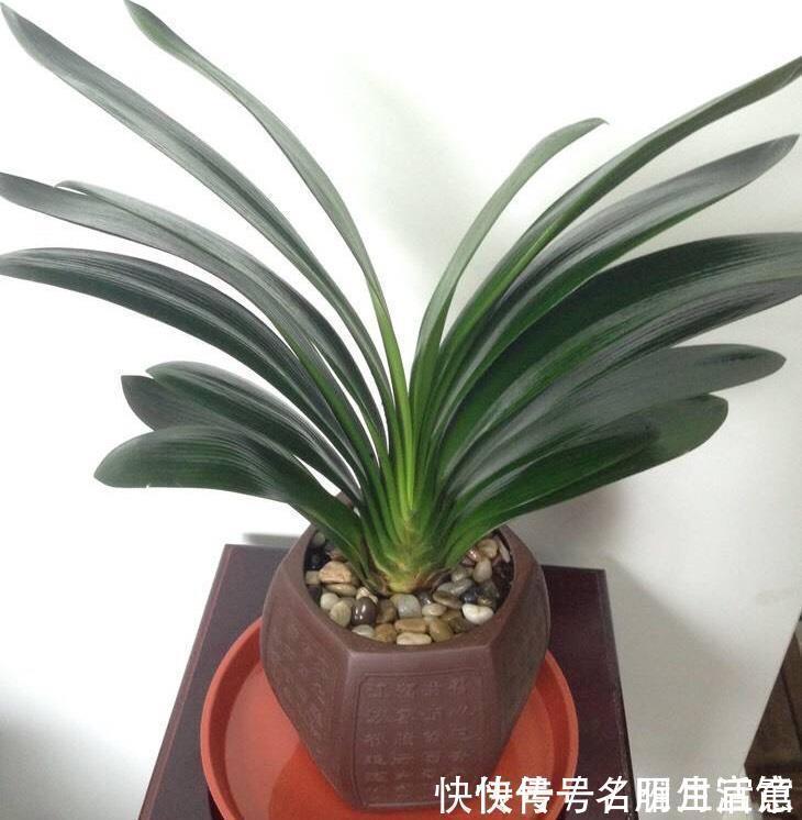君子兰还不开花,怎么办?用1招,顺利长出14片叶,植株健壮