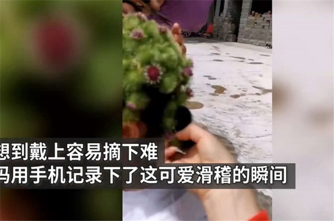 求救|女孩自制“牛蒡皇冠”，戴上时洋洋得意，摘下时哭着向奶奶求救