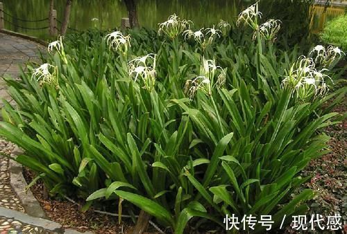 热心肠|一个治脚崴伤的神奇中草药，当天用，第二天脚就能下地走路了