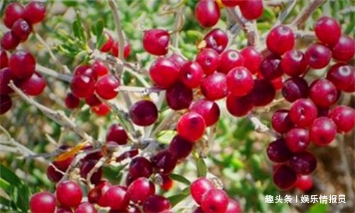 抗菌|人到中年想长寿，多吃3种食物，排毒抗菌、降压减脂，增强抵抗力