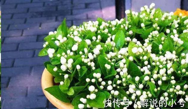 休眠|误区,这8种花冬季千万不要保暖,否则春天反而不开花