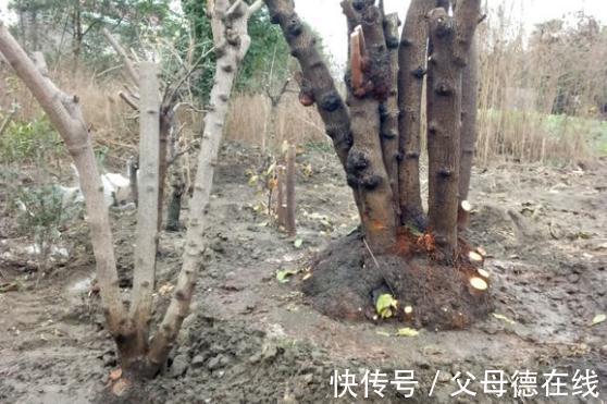 花谚|养腊梅的经验,也谈谈品种,养护和梅龟