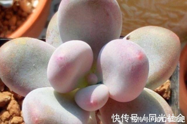 肉友们|多肉植物里的“六大美人”，我家养了几棵，有些确实难养！